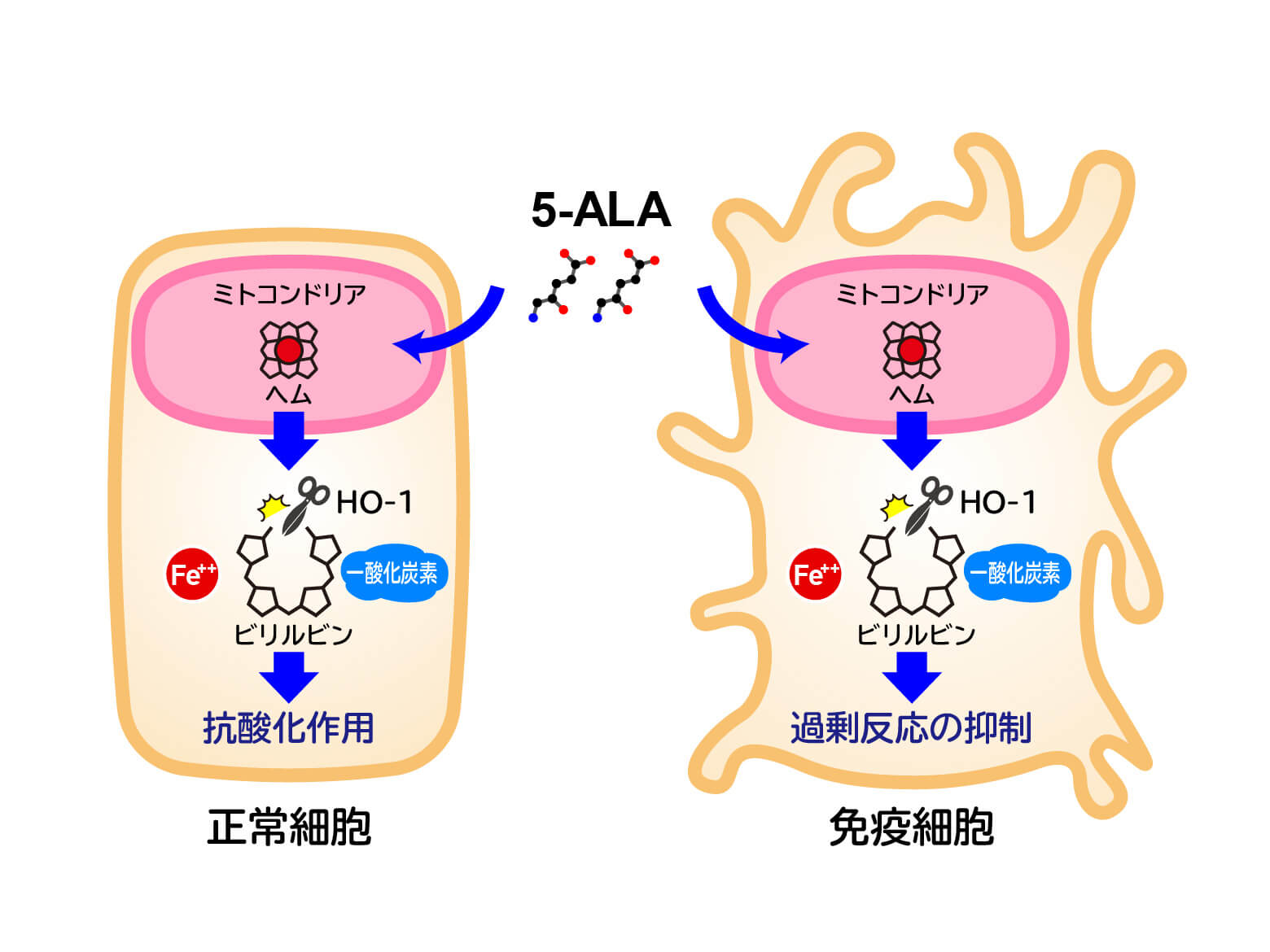 ー 酸 5 アミノレブリン