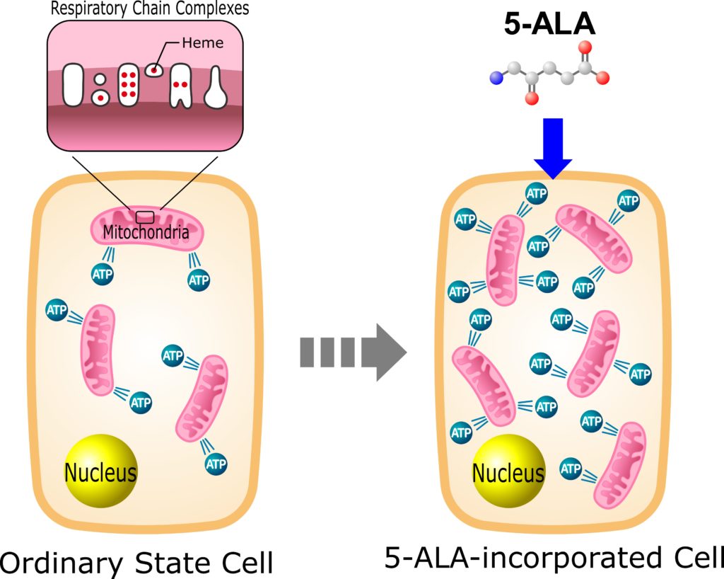 5-aminolevulinic acid mitochondria activation