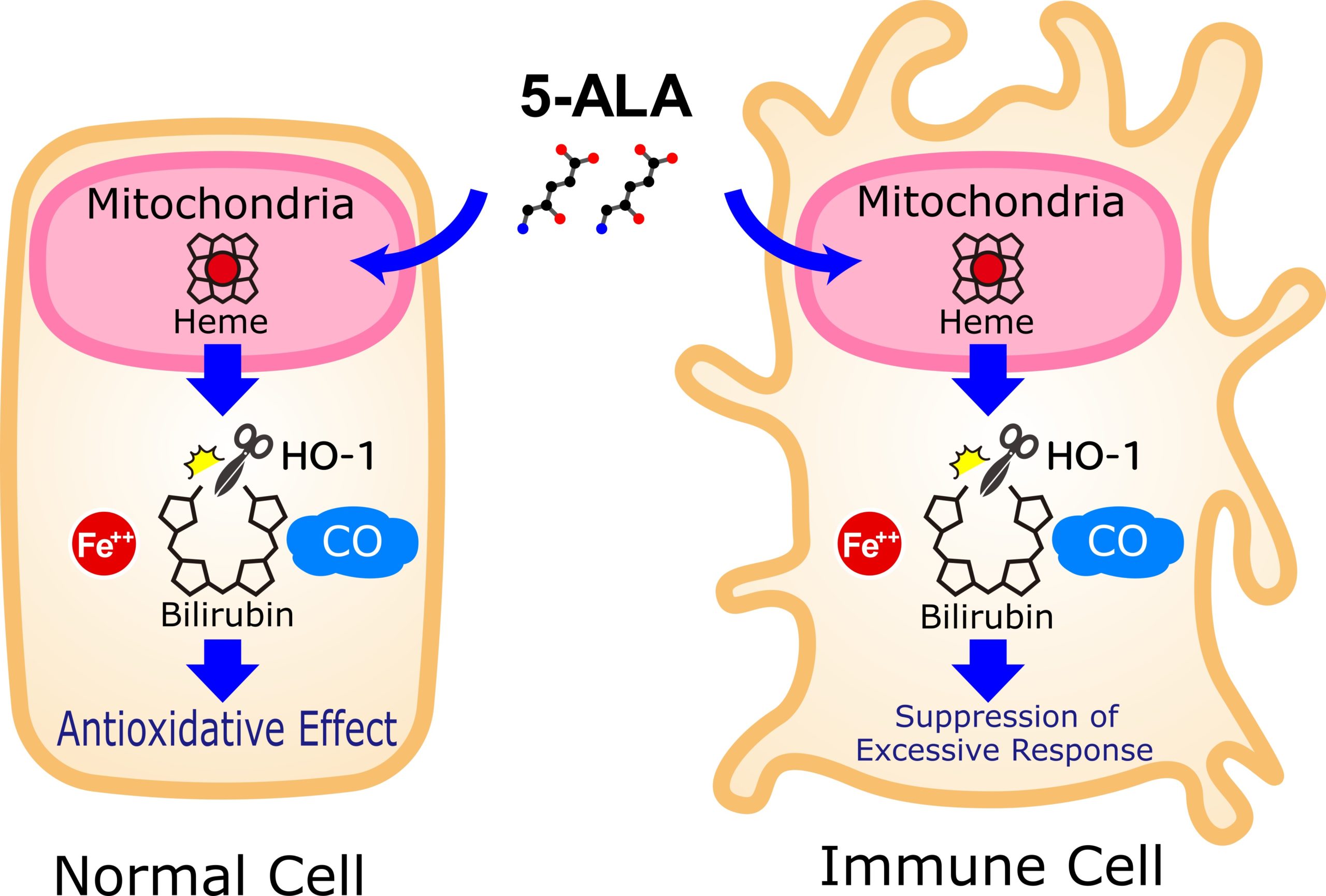 5-aminolevulinic acid anti-oxidation and immune tolerance