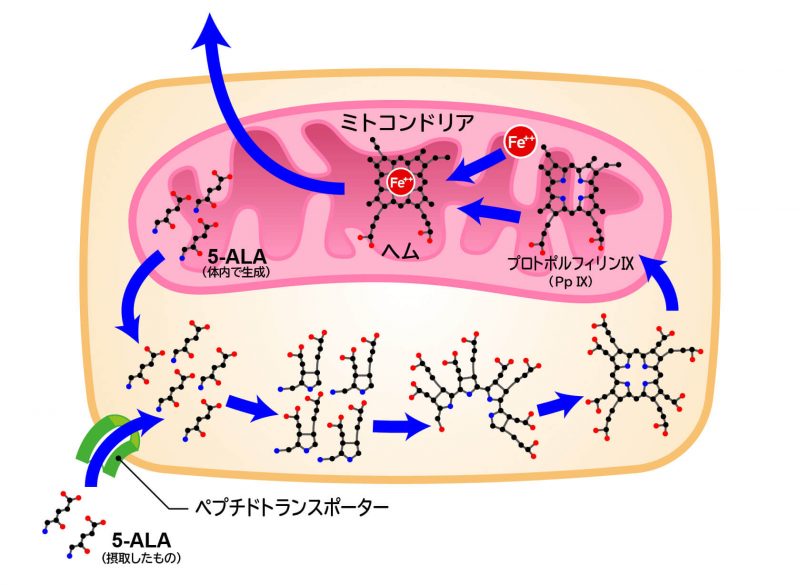 5-アミノレブリン酸の合成経路